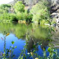 Kern River, CA | Photo: Barbara Hinckley