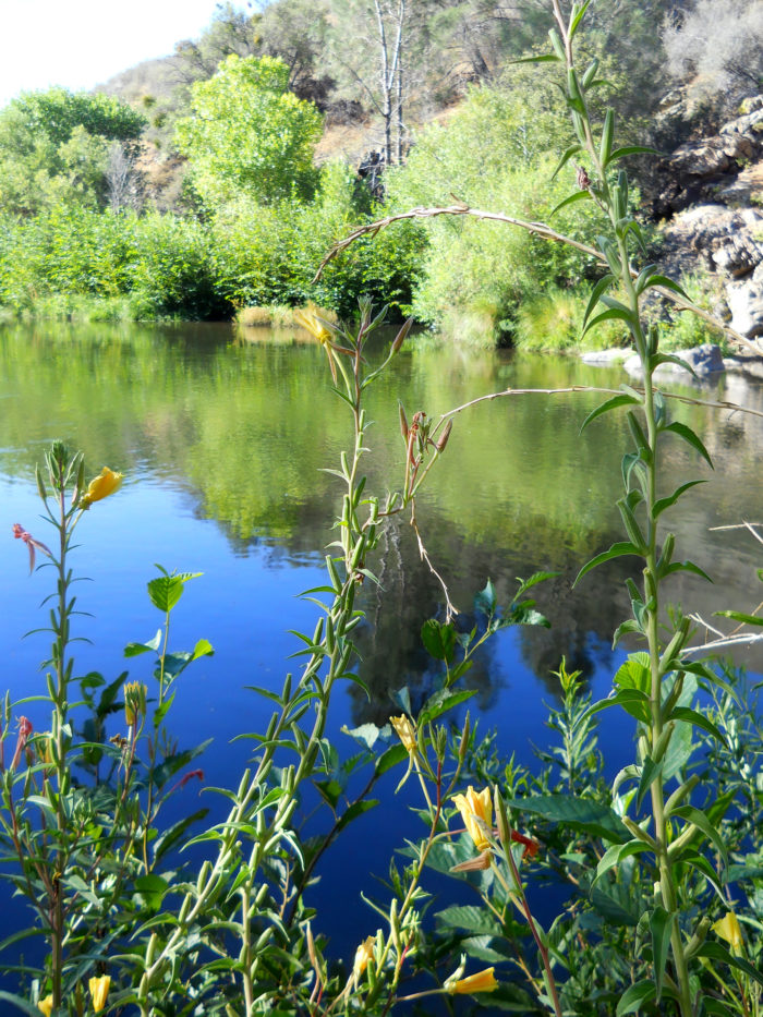 Kern River, CA | Photo: Barbara Hinckley